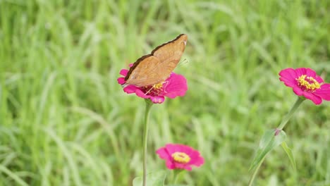 primer plano de la bonita junonia iphita o soldado de chocolate sentado en una flor rosa