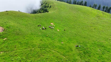 4k drone view of kuna dana peak pakistan’s hidden green heaven from above