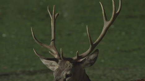 Kanadische-Tierwelt---Majestätische-Hirsche,-Die-Am-Ufer-Eines-Flusses-Entlang-Spazieren