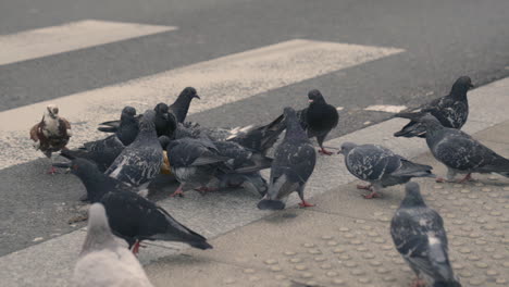 4k slow-motion shot of gray pigeons flying and pecking at a piece of bread next to a crosswalk