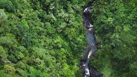 drone anteny zielony las panorama w dół