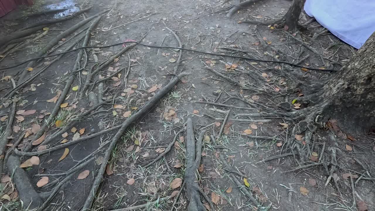 노출 된 나무 뿌리 는 코크 의 라마 ix 공원 의 길 을 가로질러 부드러운 자연 조명 아래 혀 있습니다.