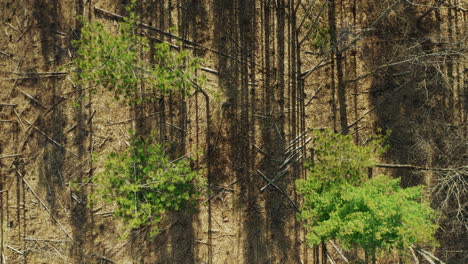 Lange,-Dünne-Schatten-Von-Bäumen-Im-Wald