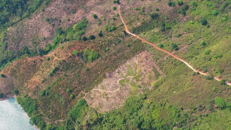 Eine-Luftaufnahme-Einer-Lokalen-Vietnamesischen-Plantagenfarm-Neben-Einem-See