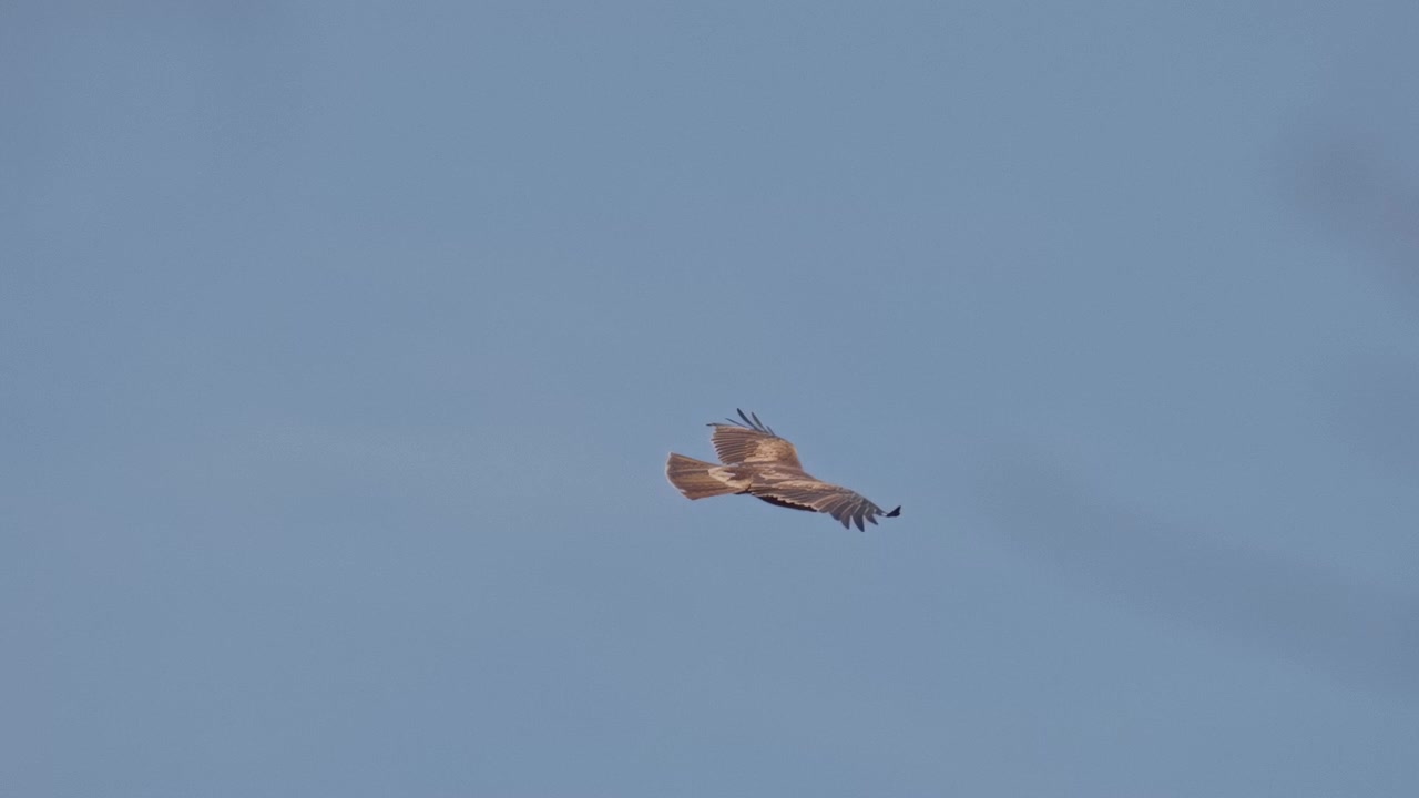 Schwarzmilan gleitet lautlos durch den offenen Himmel und zeigt den mühelosen Flug und scharfe Jagdfähigkeiten.