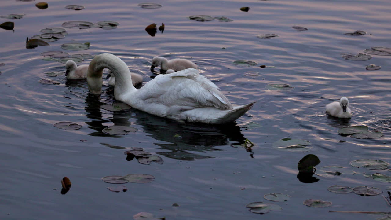 Elegant slow-motion capture of swan parents leading their young on their initial swim.