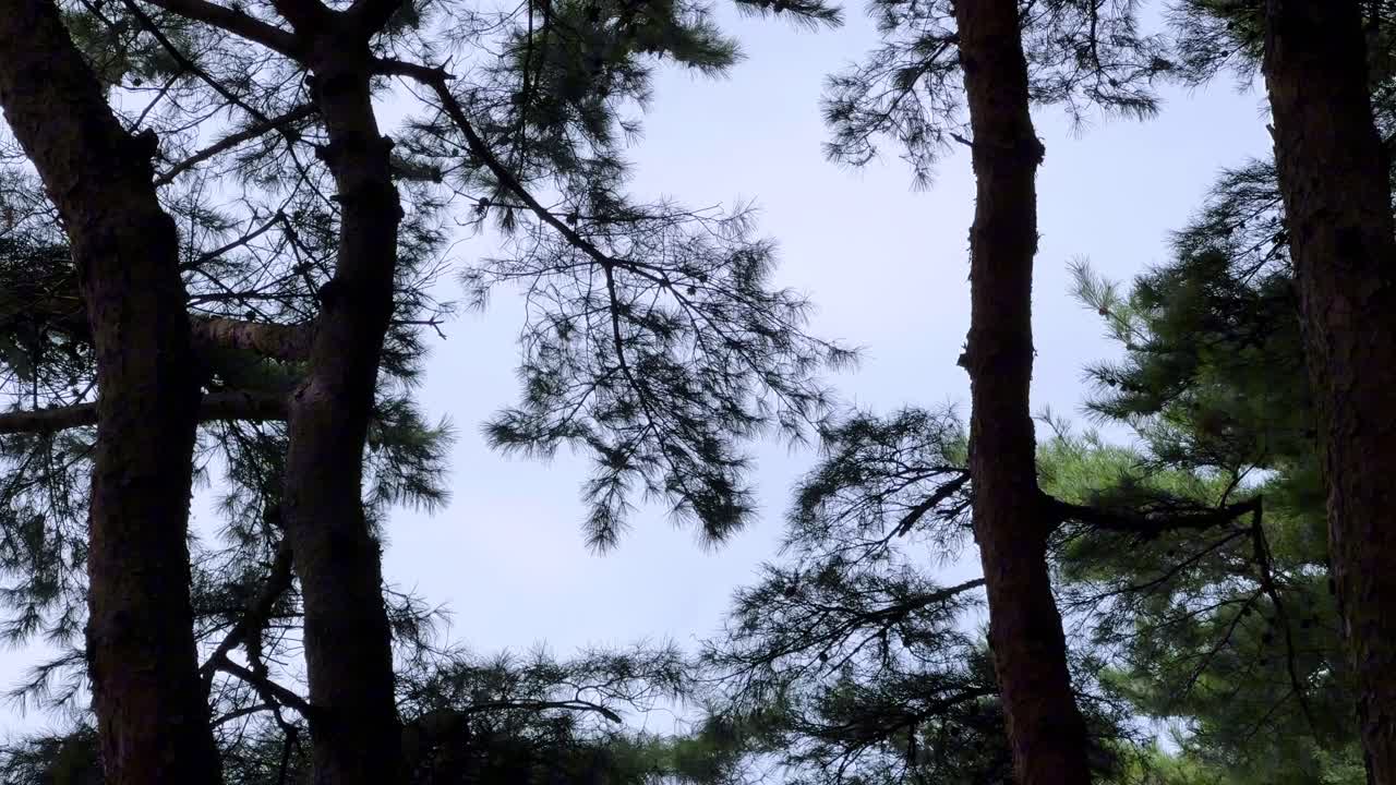 Tall pine trees reach toward the sky on a calm day with soft light filtering through branches
