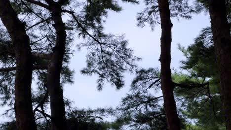 tall pine trees reach toward the sky on a calm day with soft light filtering through branches