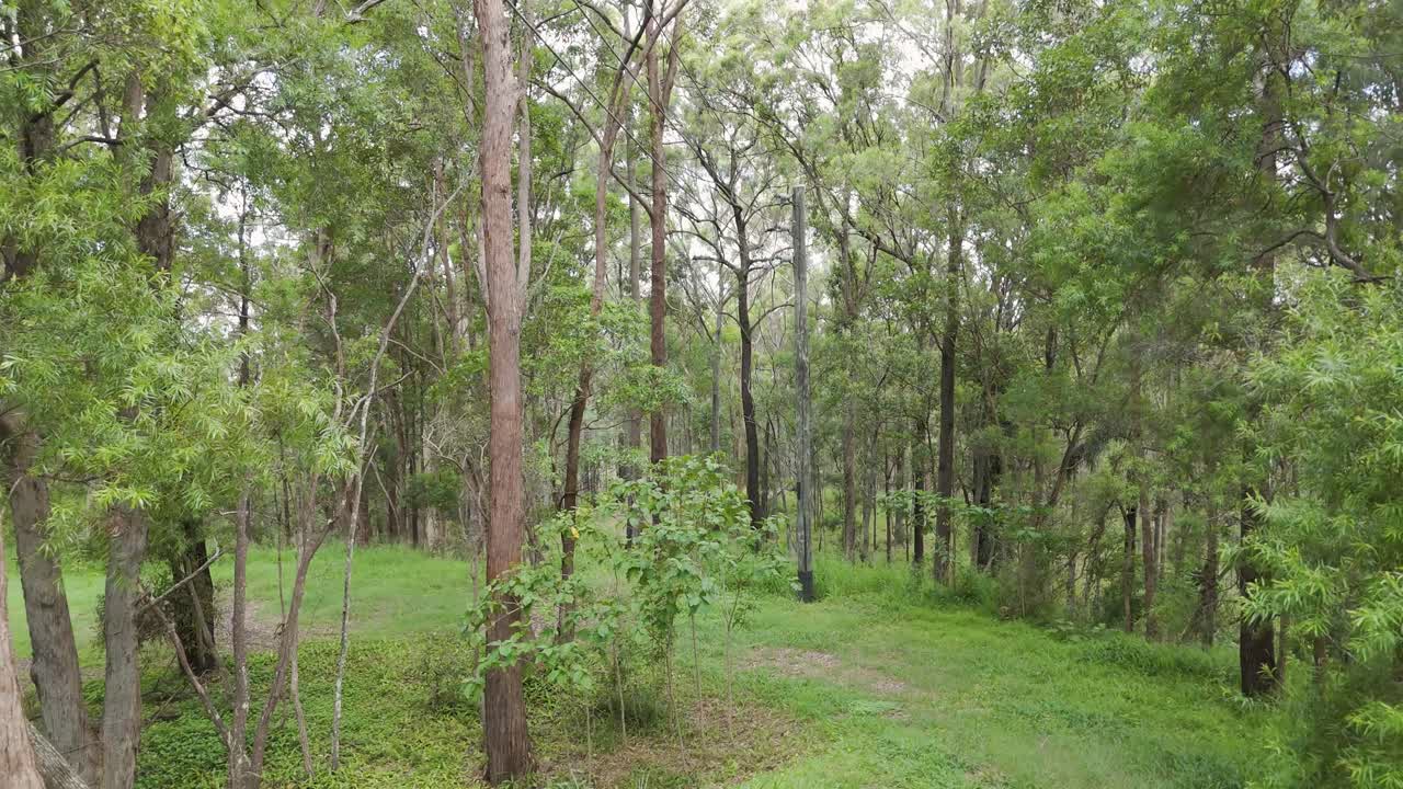 Scena di foresta con sentiero