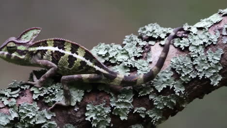 chameleon on a lichen-covered branch