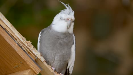 portrait shot of cockatiel bird in nature