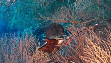 pufferfish between black coral on tropical coral reef