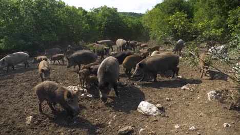 Recinto-De-Jabalí-En-Reserva-De-Caza,-Tiro-Estático