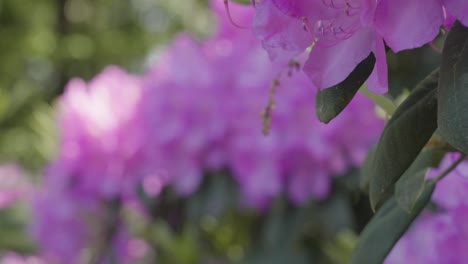 Slow-motion-truck-action-over-petals