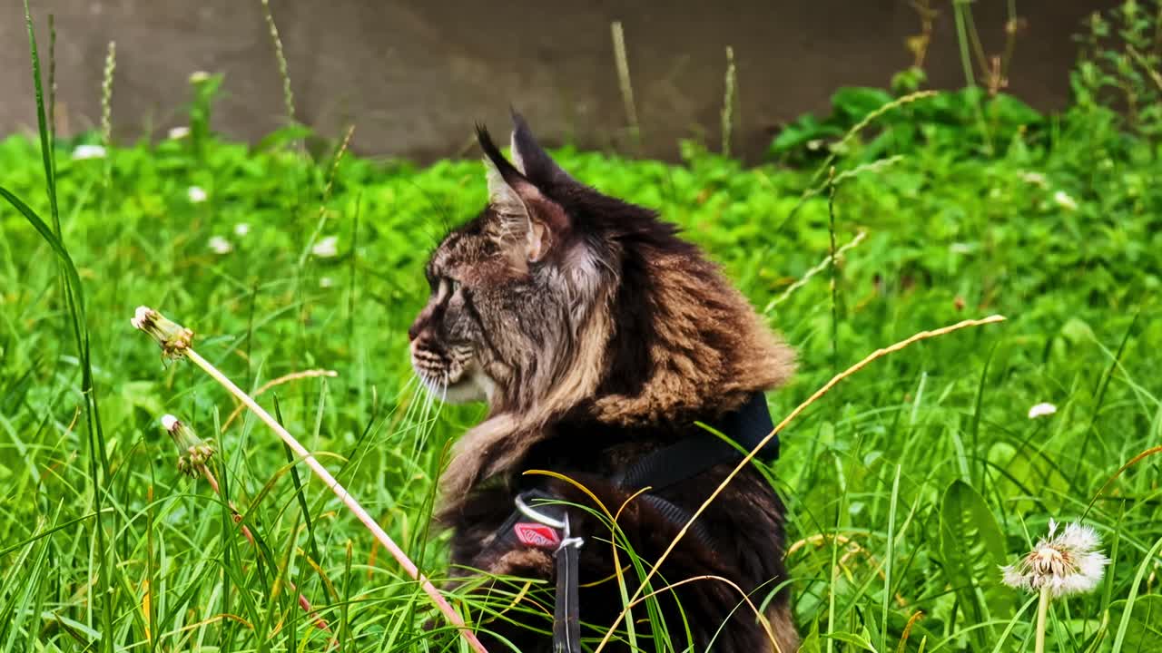 Maine Coon cat in grassy field