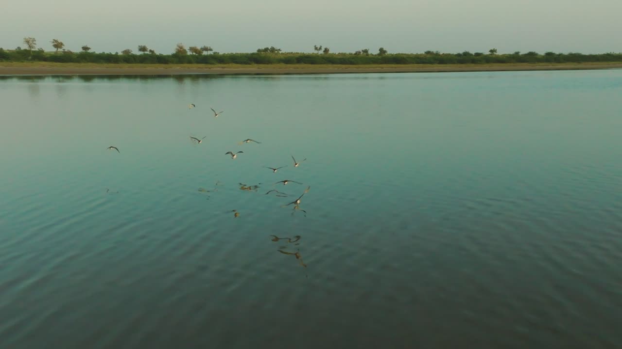 Aerial follow up shot of migratory birds flying over sea of Tharparkar Rann of Kutch, Pakistan.