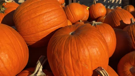 A Vibrant Stack of Pumpkins on a Rustic Table Captures Autumn in this Autumn Scene an Array of Pumpkins is Stacked on a Rustic Table Celebrating Fall their Shapes and Colors Create a Visually Appealing Display
