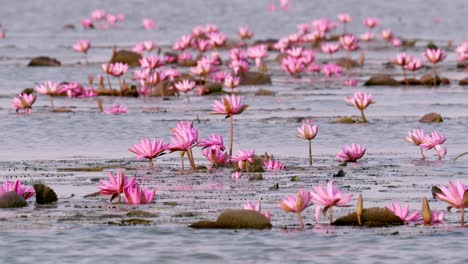 a serene view of vibrant lotus flowers floating on calm waters showcasing nature's beauty.