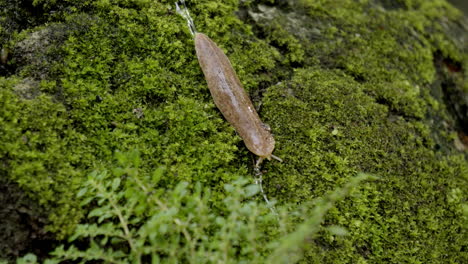 caracol que se mueve en la roca de césped de musgo