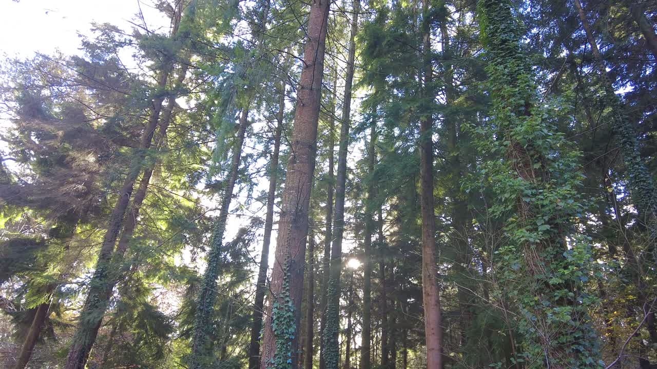 Panoramica a sinistra di una pineta con la luce del sole che filtra tra gli alberi.