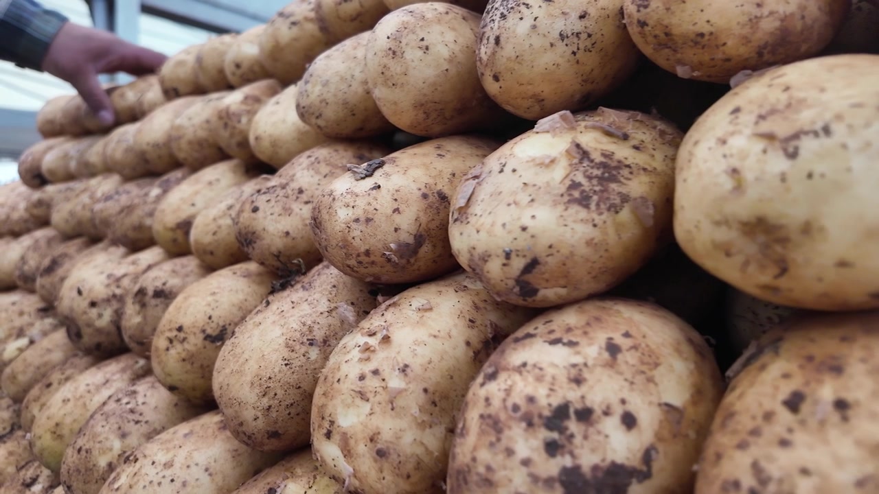 Freshly Harvested Potatoes Stacked in Rows