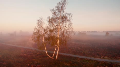 Luftaufnahme,-Die-Vom-Boden-Aus-Nach-Oben-Schwenkt-Und-Die-Weitere-Moorlandschaft-Zeigt,-Die-Im-Frühen-Morgennebel-Hinter-Der-Birke-Entlang-Einer-Unbefestigten-Straße-Im-Vordergrund-Bedeckt-Ist