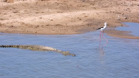 a crocodile and bird share the same space, highlighting the contrast of nature’s creatures.