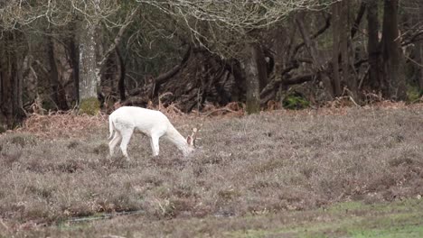 Ciervo-Blanco-En-El-Bosque-Nuevo-Clip-24