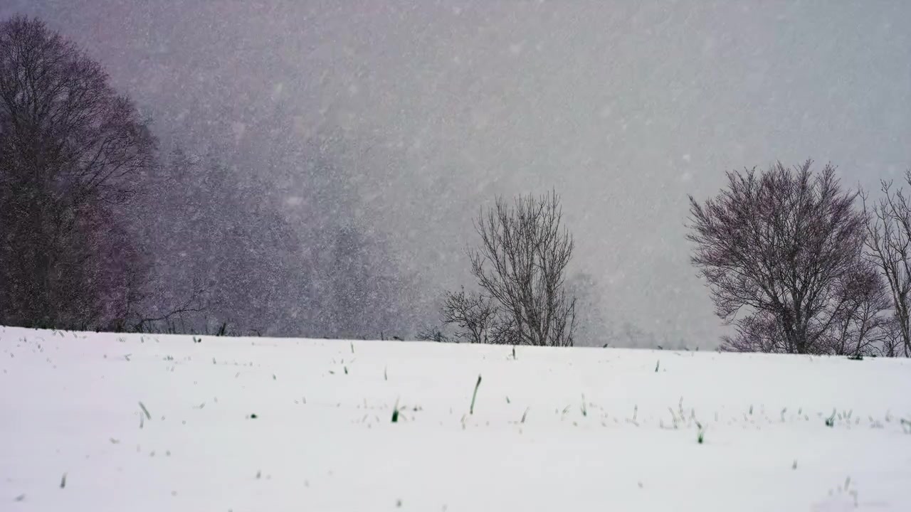 冬の雪が降る山をスローモーションで。