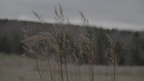 Hohes-Gras-Weht-Sanft-Im-Wind