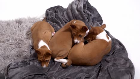 tres cachorros basenji lindos se duermen en la manta en cámara lenta
