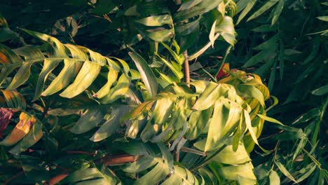 Vertikale-Aufnahmen---Tropisches-Grün,-Das-Einen-Baumzweig-Verlässt,-Der-Im-Wind-Weht,-Entspannen-Sich-Das-Hintergrundkonzept-Mit-Sonnenlicht,-Abstraktion-Und-Bokeh