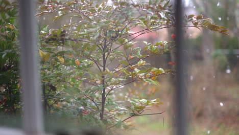 early fall snow falling as seen through the window in slow motion