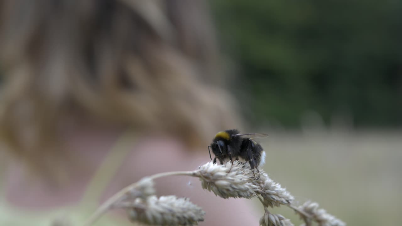 Bumble bee on plant at dusk with caucasian girl in background