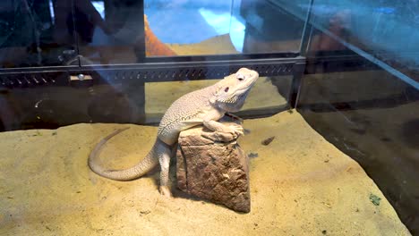 lagarto se sienta tranquilamente en una roca en el recinto