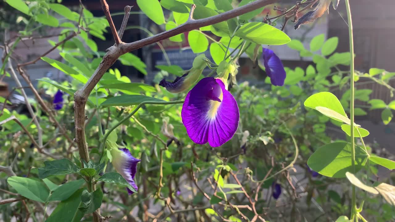guisantes mariposa, clitoria ternatea flor en el árbol con la luz del sol de la mañana