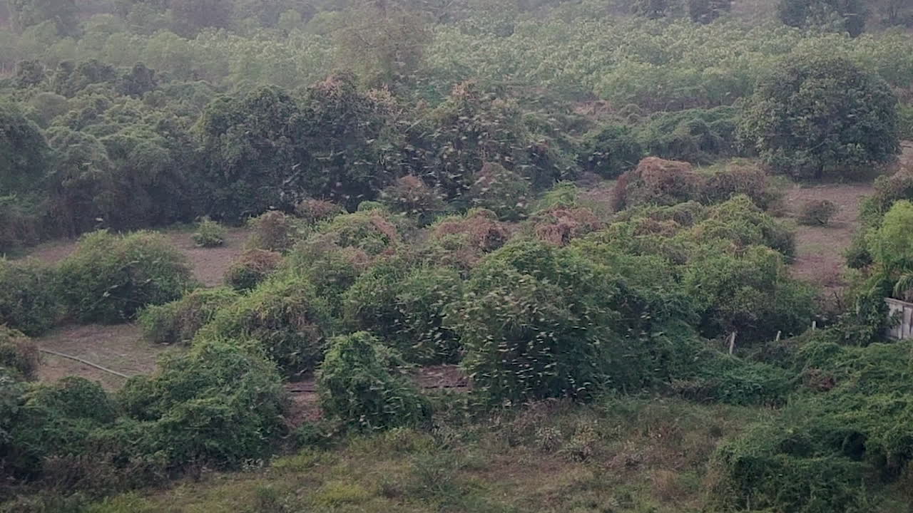 Myggesværm flyver over grønt skovområde, naturlig insektbevægelse, udendørs miljø, klima- og sundhedskoncept, sæsonbestemt dyrelivsaktivitet