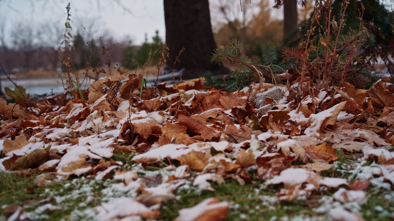 Dry autumn leaves rest on fresh snow at the base of a pine tree in a quiet public park. Early winter calm with slight wind and layered ground texture. Smooth Lateral motion