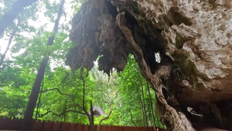 stalactites and lush forest in krabi, thailand