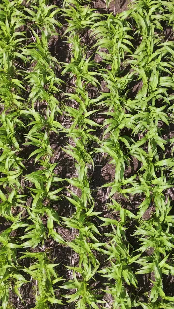 el avión no tripulado captura los cultivos con un insecto volador