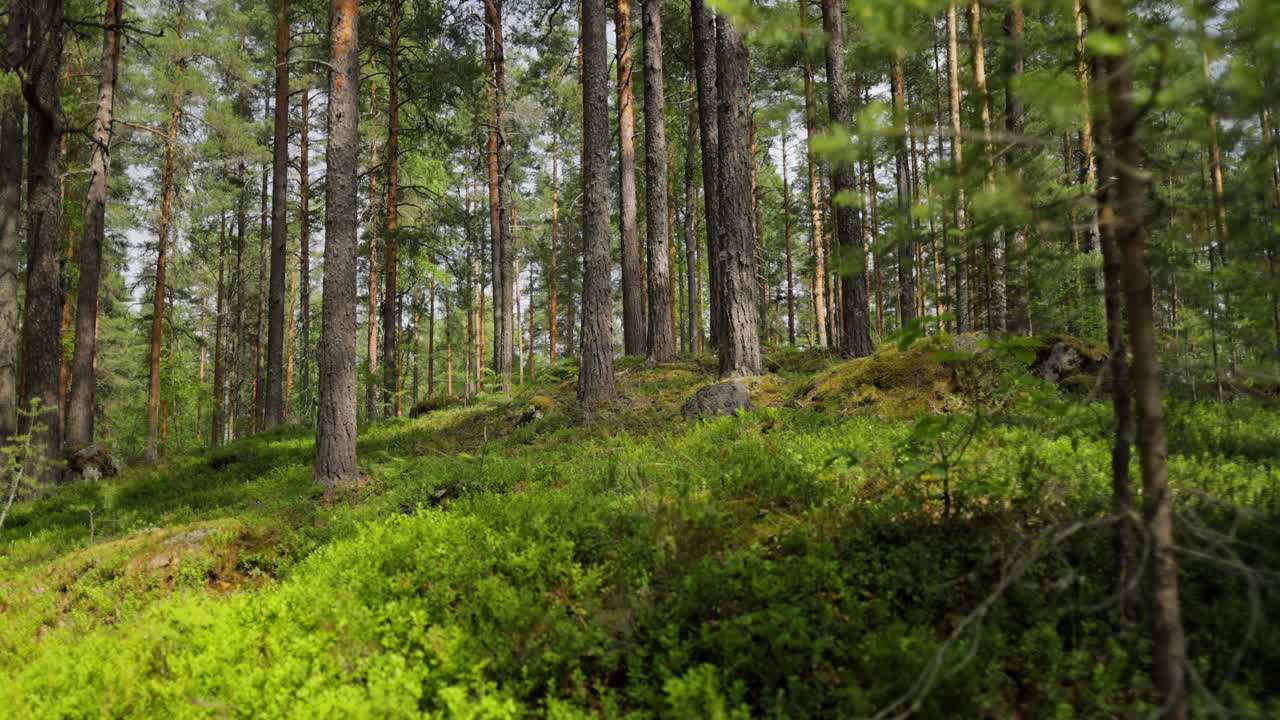 Veduta aerea della foresta in Finlandia. La splendida natura della Finlandia