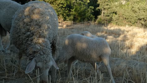 ovejas pastando en la montaña