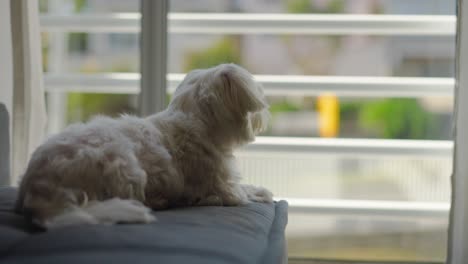 Süßer-Maltesischer-Hund,-Der-Aus-Dem-Fenster-Schaut,-Während-Er-Sich-Auf-Die-Couch-Legt