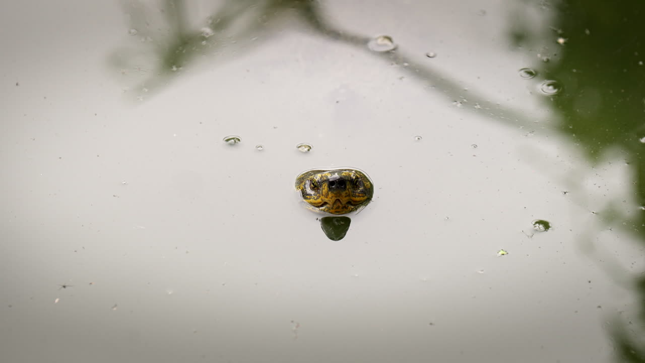 Yellow-headed Temple Turtle Submerged In Pond Water At Benjakitti Park In Bangkok, Thailand. wide shot