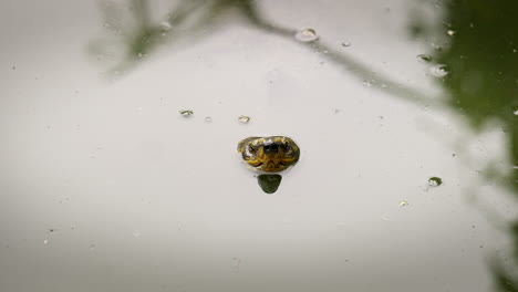 yellow-headed temple turtle submerged in pond water at benjakitti park in bangkok, thailand. wide shot