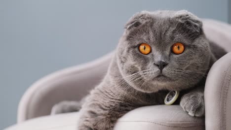 closeup of a scottish fold cat with orange eyes looking calmly into the camera closeup of a scottish fold cat with orange eyes looking calmly into the camera