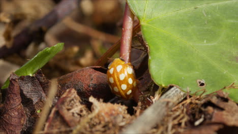 orange ladybug halyzia sedecimguttata climbs up plant stalk in forest underbrush