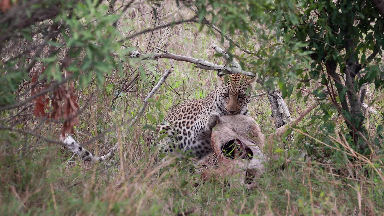 Leopard feeds on antelope carcass in shade of trees in South Africa