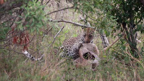 leopard feeds on antelope carcass in shade of trees in south africa