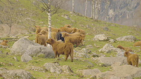 a heard of norwegian highland cattle graze in a rocky pasture